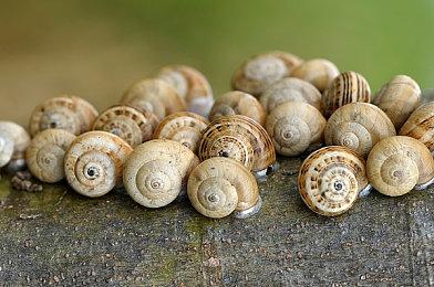 “独立开发拥护者”吉田修平获英国电影学院奖终身成就